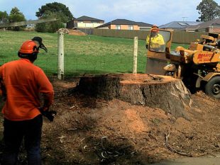 Drouin Tree Services staff working a stump removal job